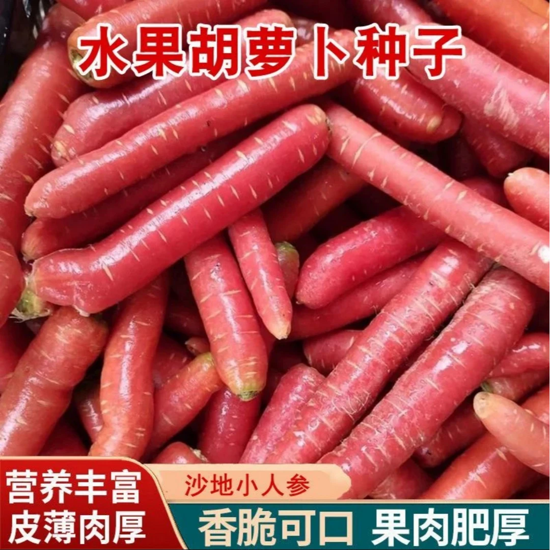 水果胡萝卜种子四季波玫瑰红红萝卜种籽甜脆红胡萝卜家种蔬菜种子