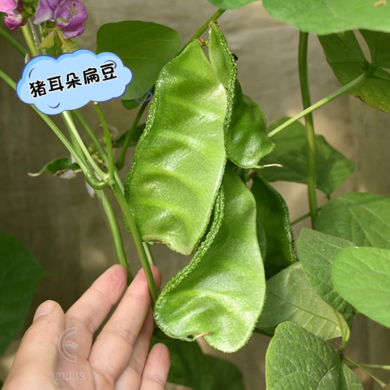 猪耳朵扁豆种子绿眉豆种籽耐热高产四季春秋阳台庭院农家蔬菜种孑