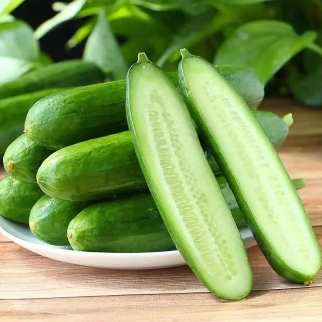 【加倍甜908黄瓜种子】全雌碧玉黄瓜四季阳台小黄瓜蔬菜种子