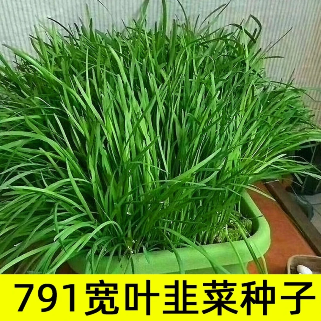 791雪韭种子家庭盆栽地栽四季种植