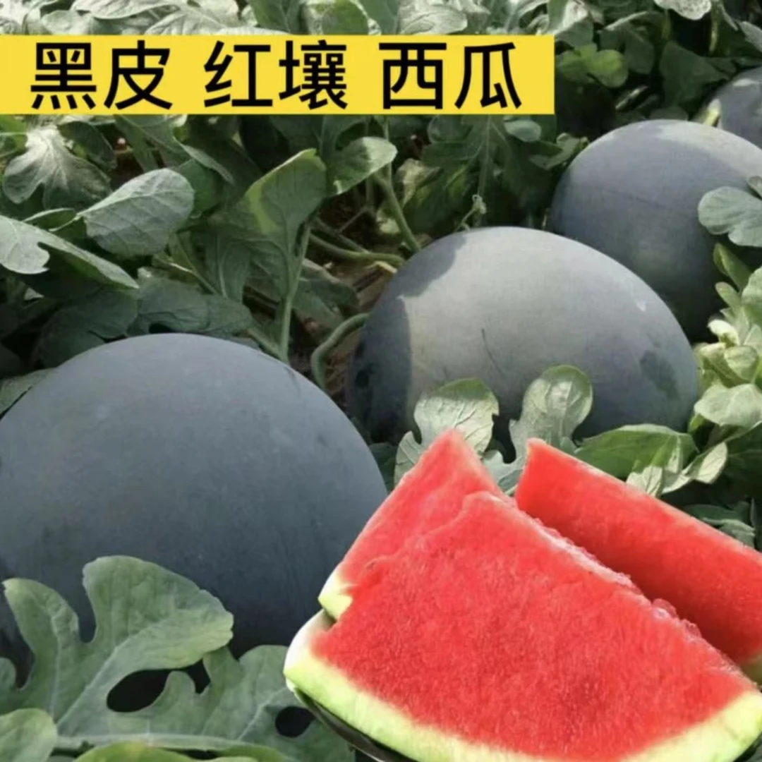 【黑皮无籽甜西瓜】西瓜种子适应性强四季种植西瓜种子甜脆夏季