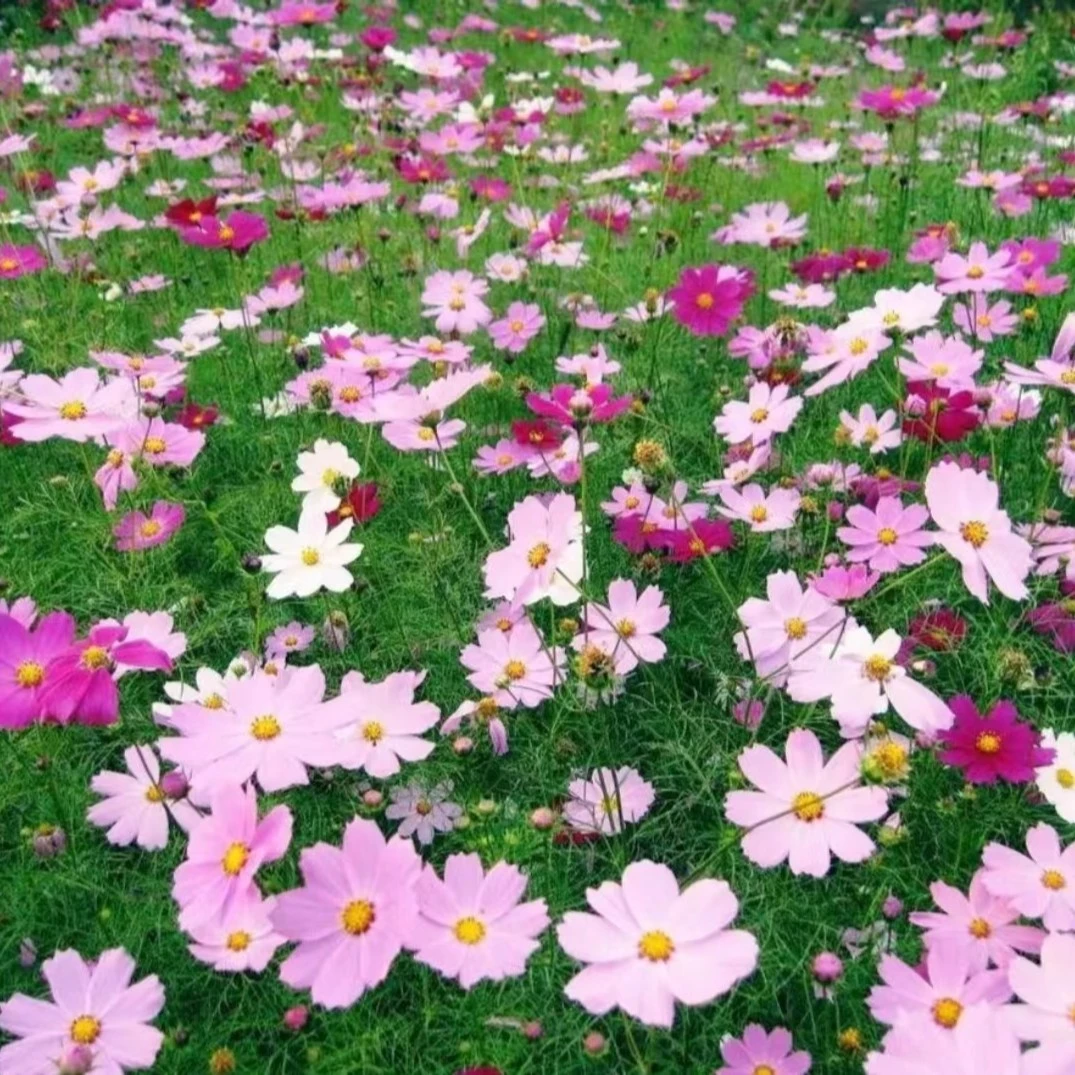 【波斯菊花 格桑花种子】混色易活四季播种花开不断景观盆栽花卉