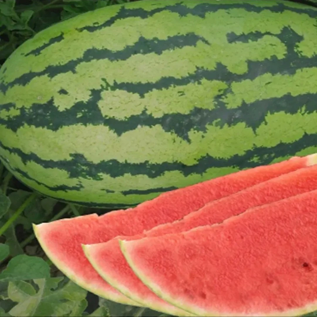 【家庭园艺适用】懒汉西瓜种子适应性强四季种植水果西瓜种子薄皮
