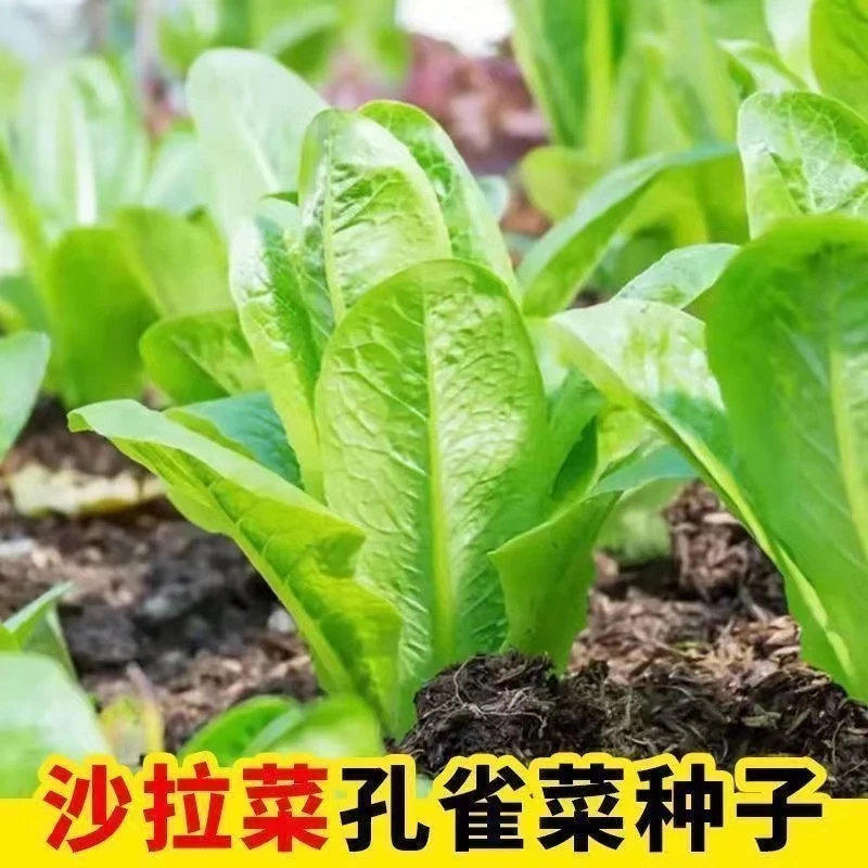 【孔雀菜种子】沙拉菜家庭阳台小院盆栽地栽四季种植