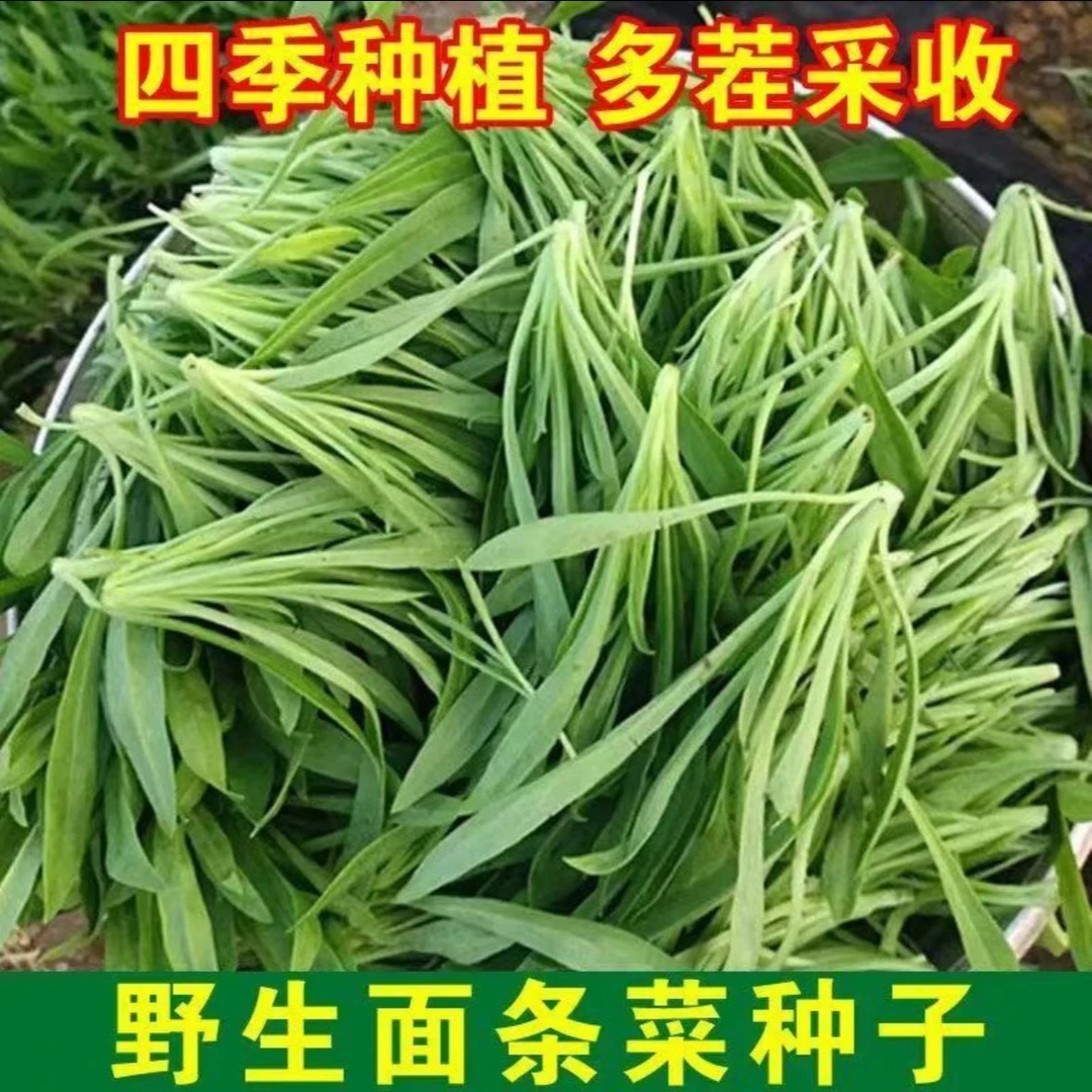 面条菜家庭阳台盆栽地栽四季种植