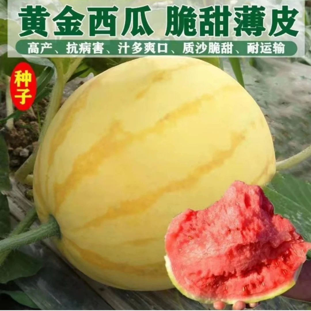 金麒麟西瓜种子家庭阳台四季种植盆栽地栽