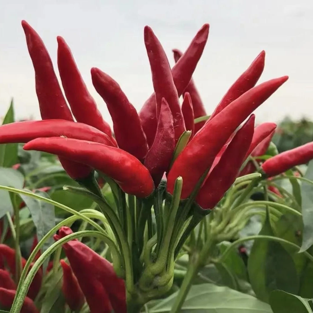 小米辣椒种子朝天椒阳台盆栽家庭小院种植蔬菜瓜果红色简单小辣椒