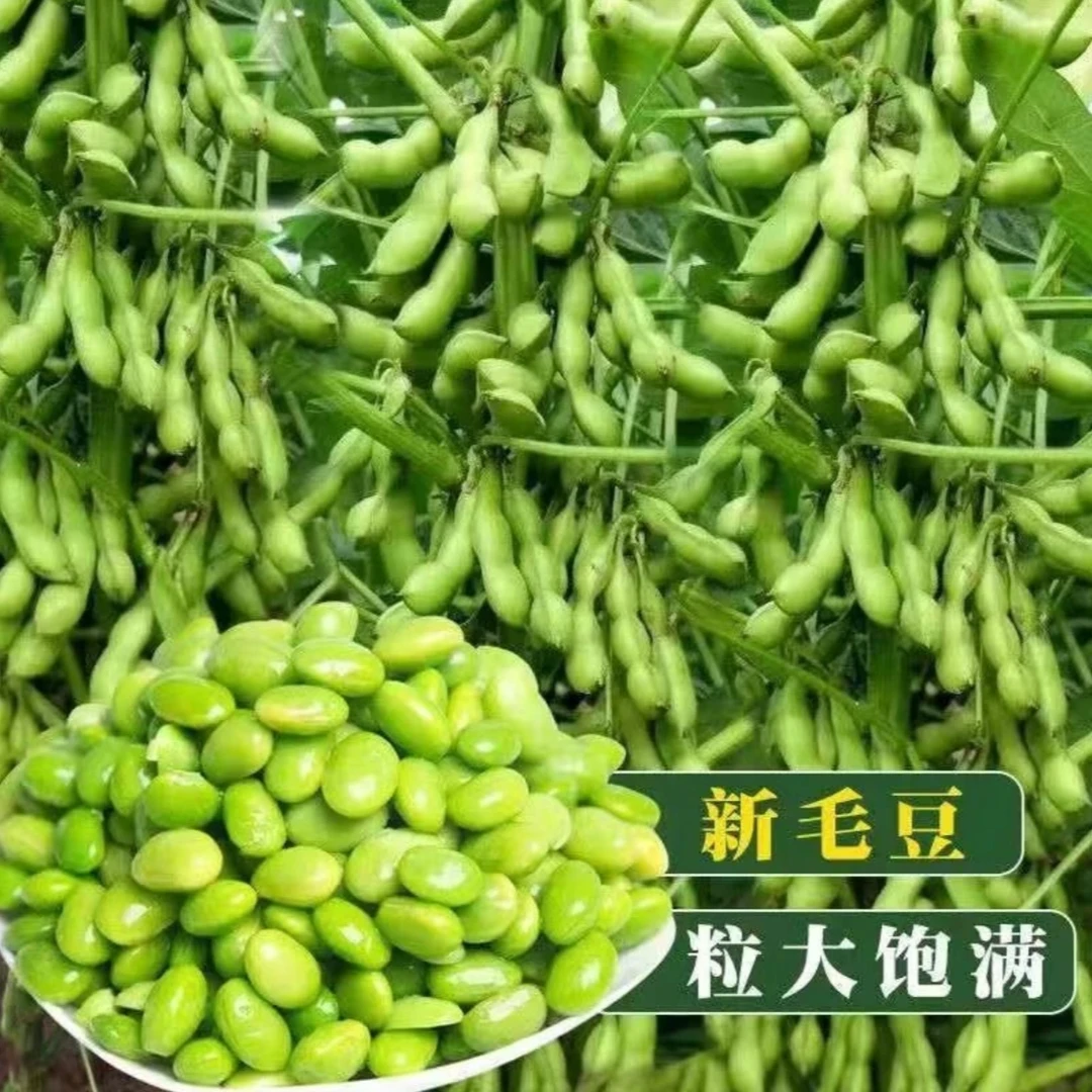 毛豆种子家庭盆栽地栽阳台小院四季种植