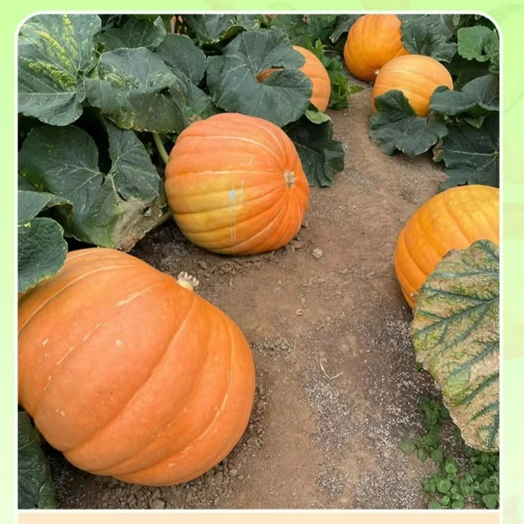 【巨型南瓜种子】香甜南瓜大南瓜种籽四季简单菜园瓜果蔬菜种子
