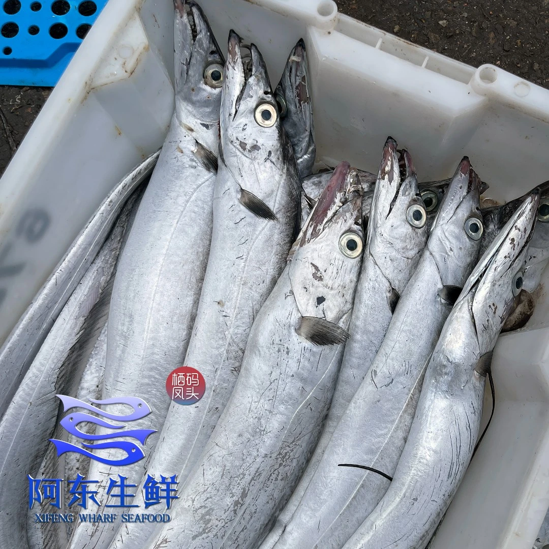 舟山拖网带鱼野生油带鱼码头现场指定带鱼链接