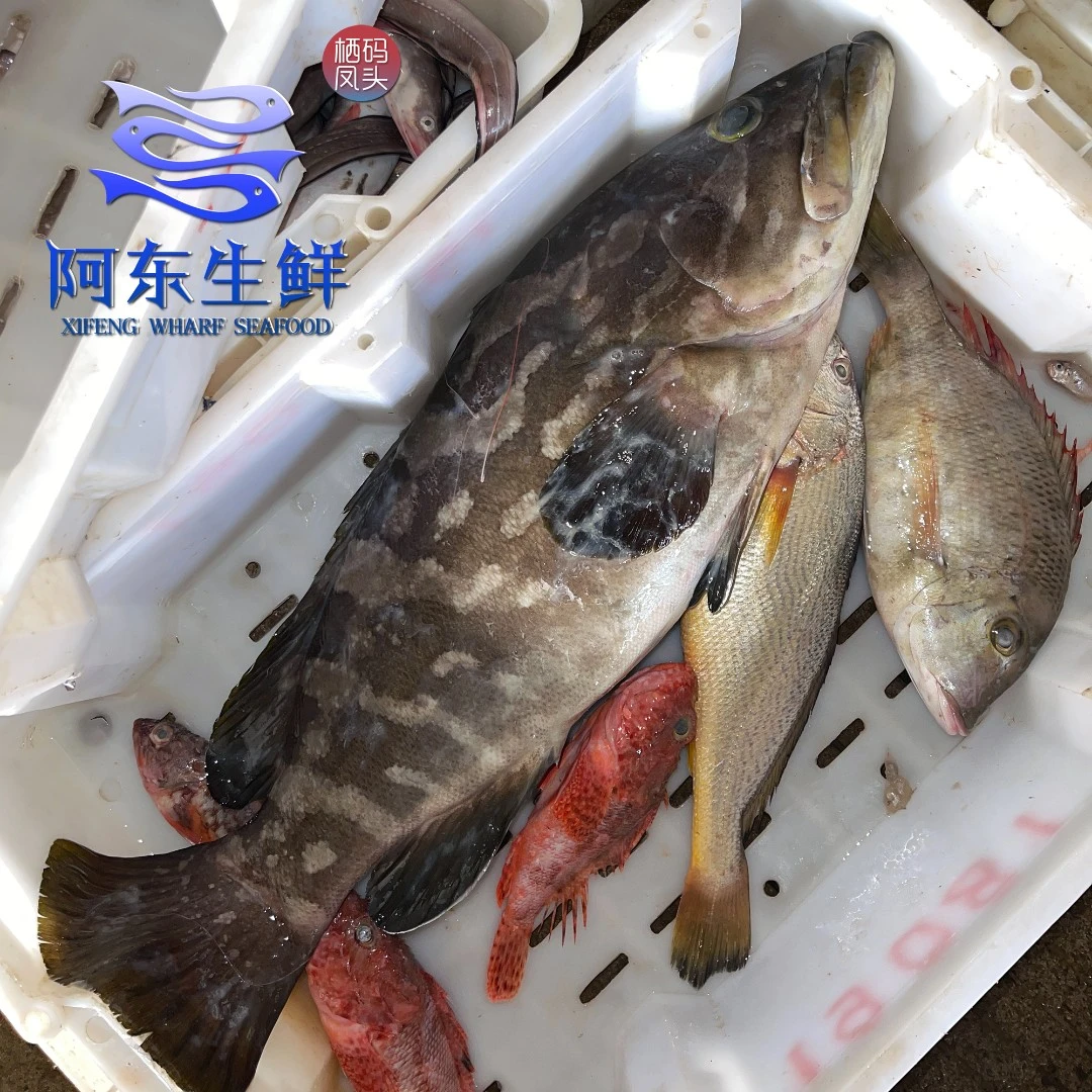东海野生海捕新鲜鱼货现场指定2链接现场称重