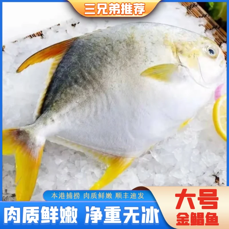 【三兄弟】大号新鲜深海金鲳鱼捕捞产地海鱼锁鲜约500g/条4条2000g