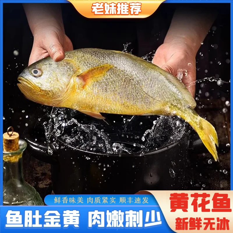 【老妹推荐】大黄花鱼海鲜水产大黄鱼新鲜批发5条约8-9两/条