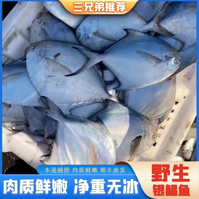 【三兄弟推荐】海捕野生银鲳鱼深海黄海新鲜水产日照顺丰6条/斤4斤