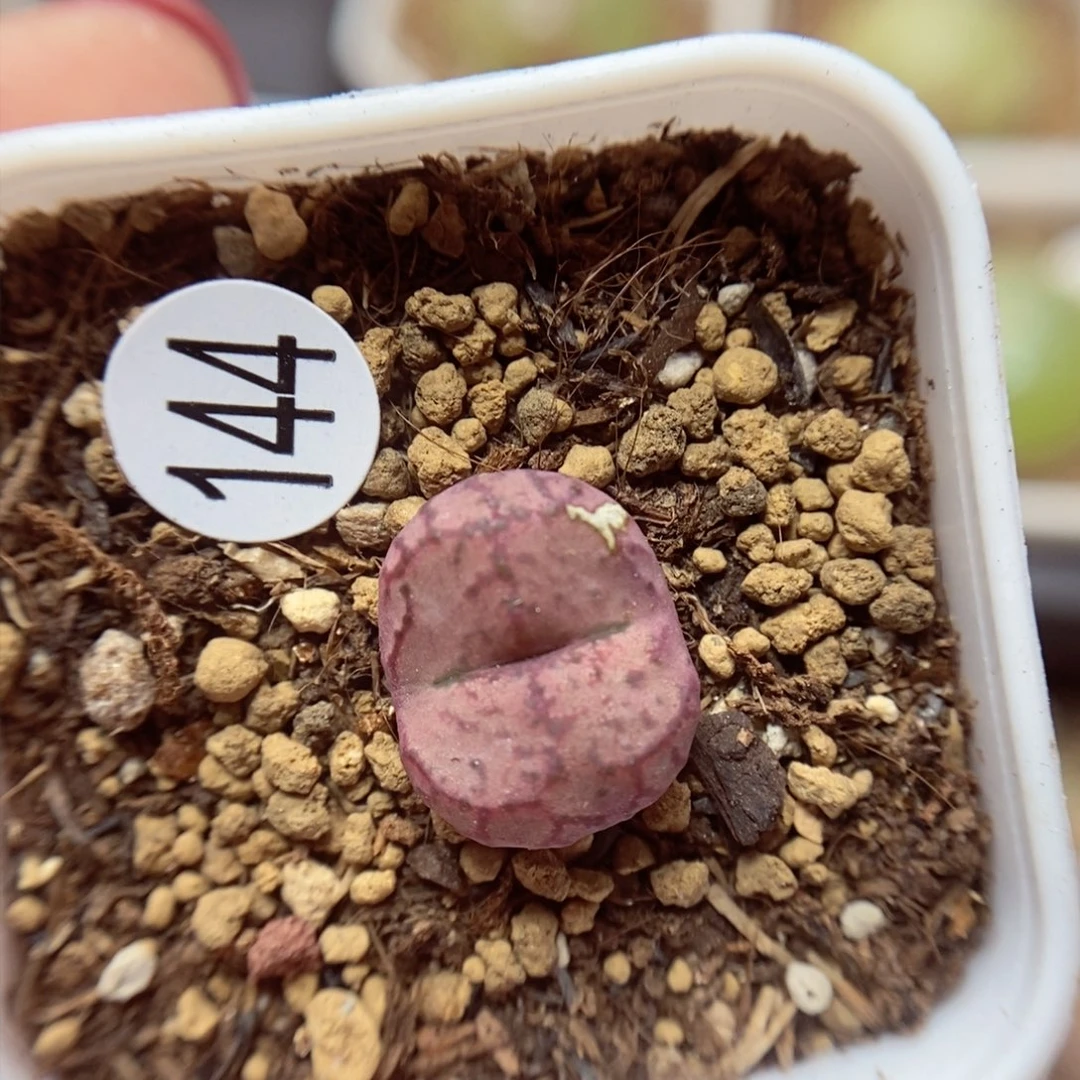 杂交1.4（多肉植物144