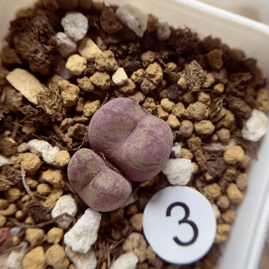 杂交0.9/1.1（多肉植物3
