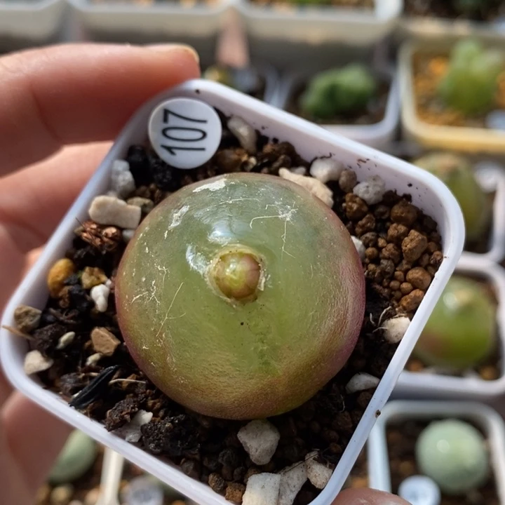 灯泡有疤3.2（多肉植物107