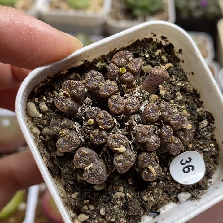 勋章16头（多肉植物36