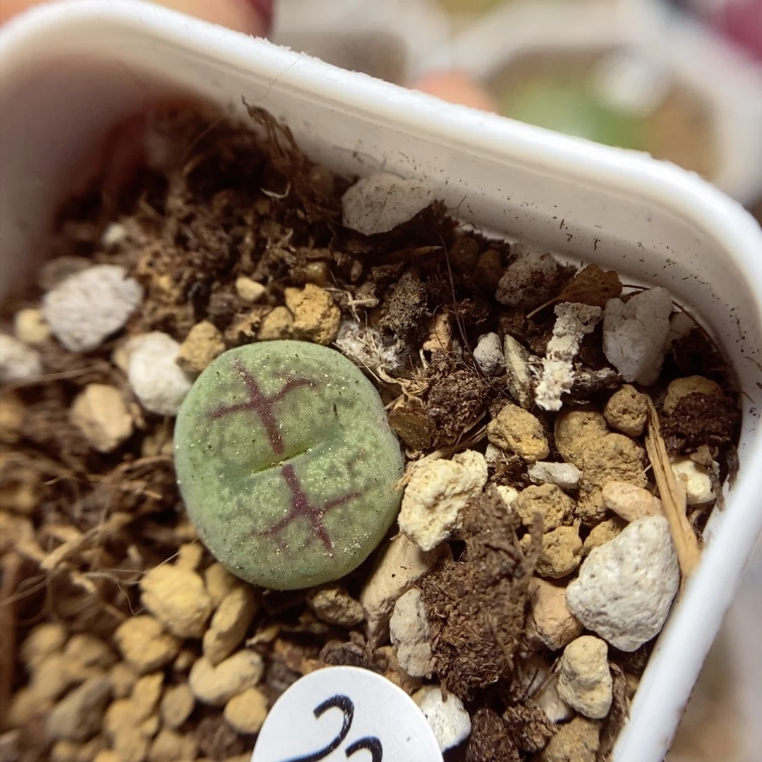 杂交1.2（多肉植物235