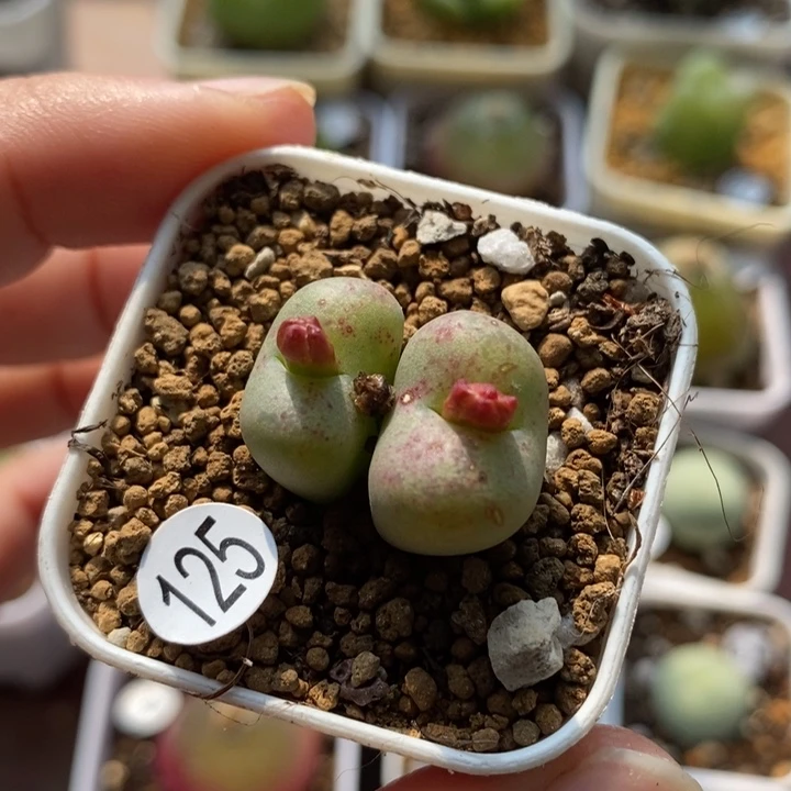 杂交1.5/1.6（多肉植物125