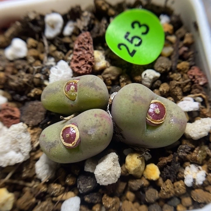 杂交3头整体2.2cm（多肉253