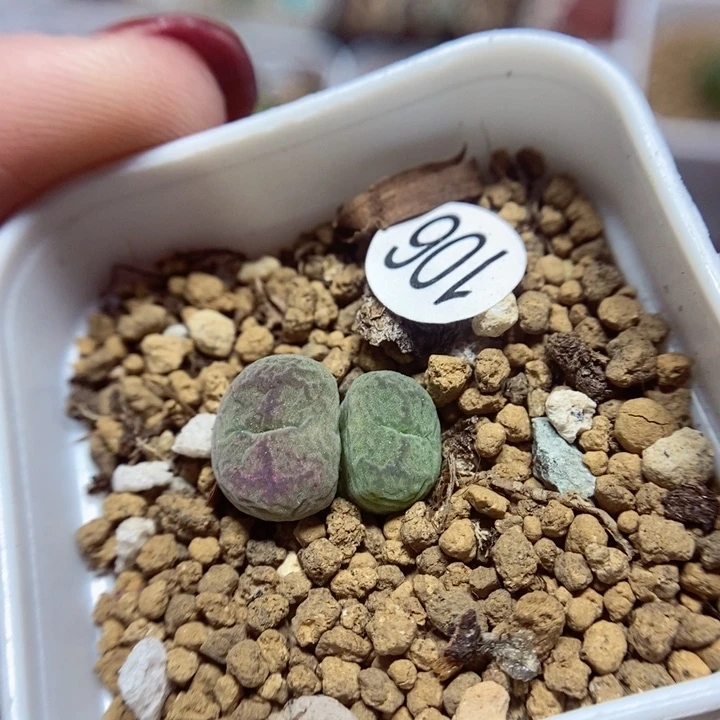 杂交双头1.2（多肉植物106