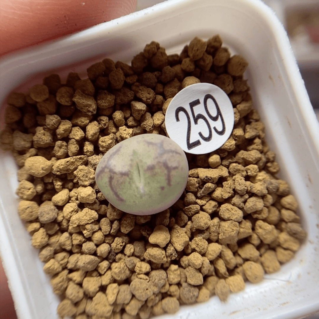 杂交1.2（多肉植物259