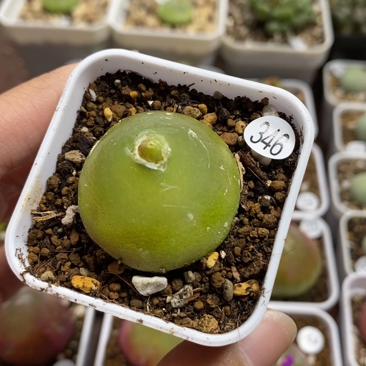 灯泡3.1cm（多肉植物346