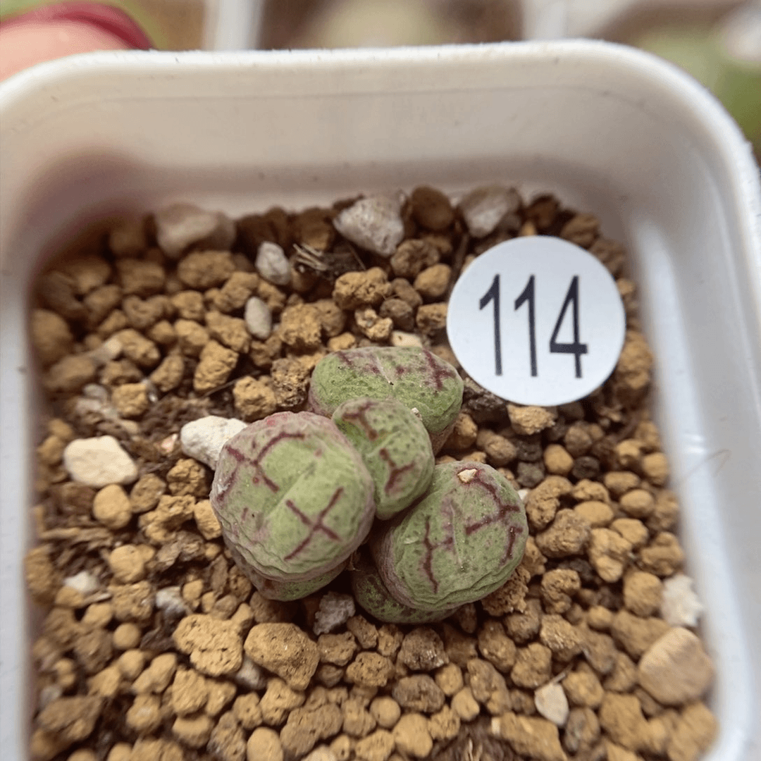 杂交6头1.5（多肉植物114