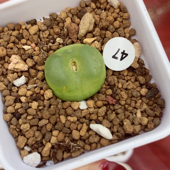 拉登1.9（瑕疵）多肉植物47