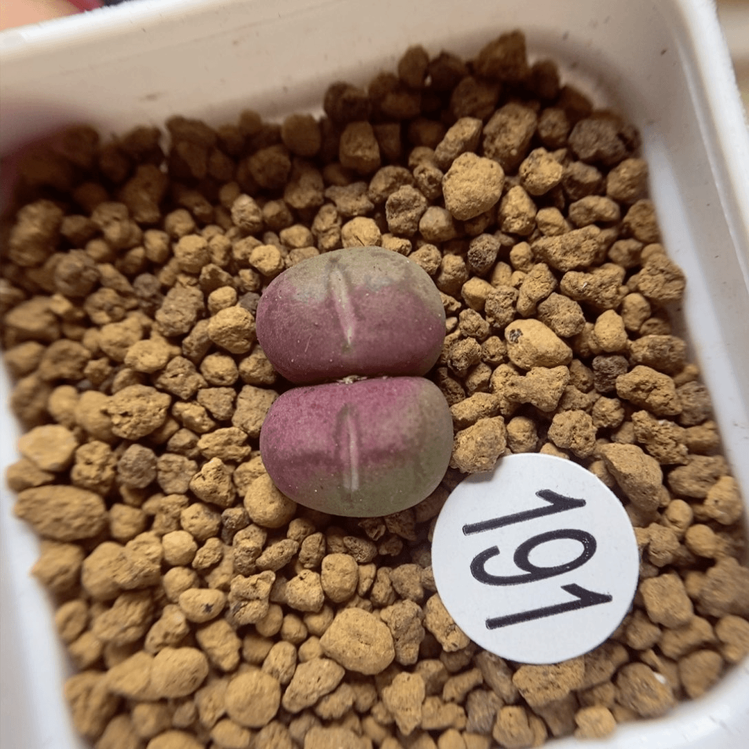 杂交1/1（多肉植物191