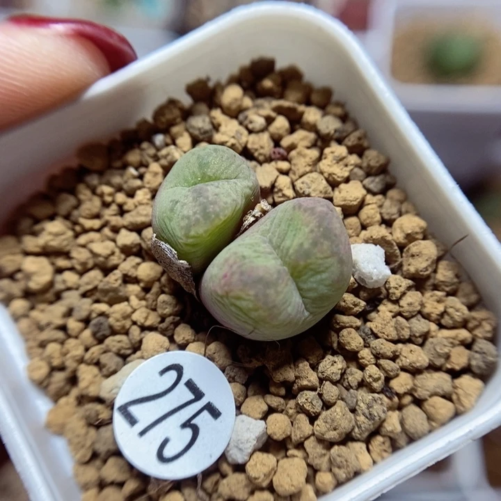 杂交双头1.7（多肉植物275