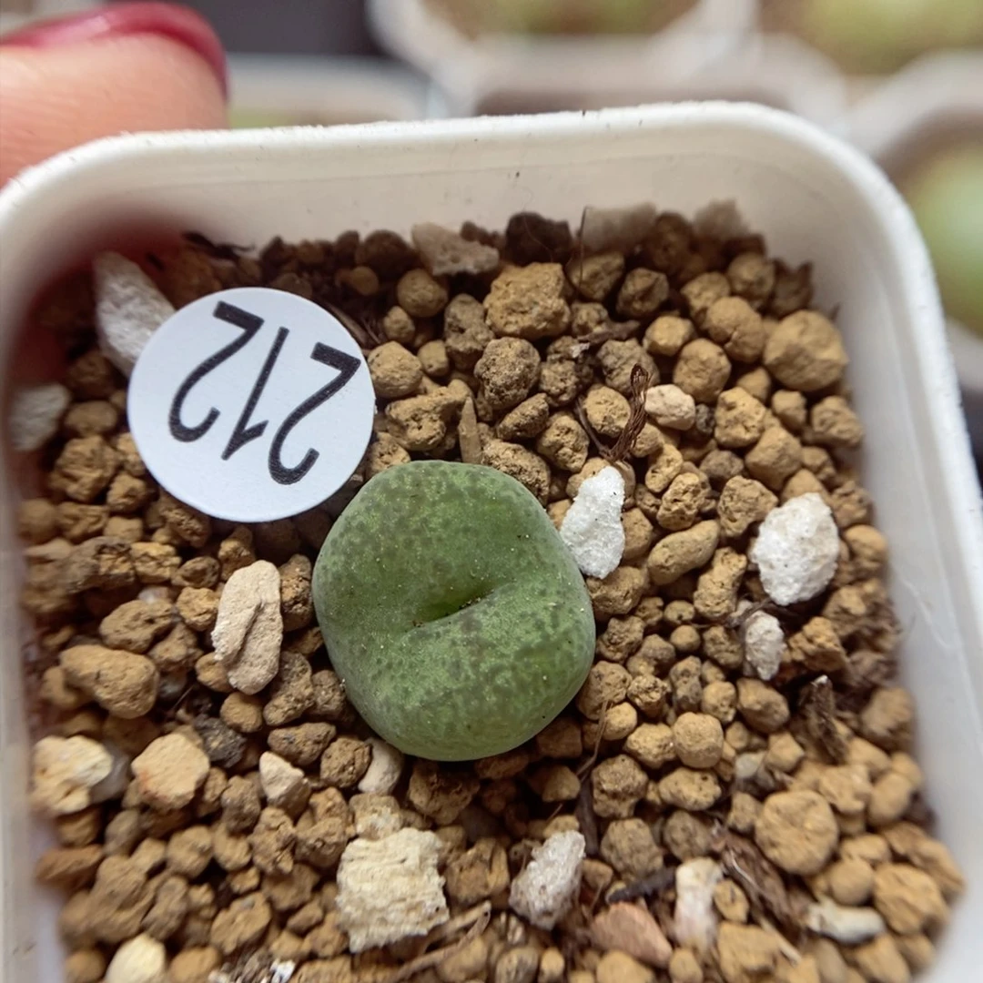 杂交1.3（多肉植物212