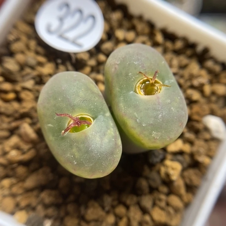 漂亮杂交1.5/1.5（多肉植物322