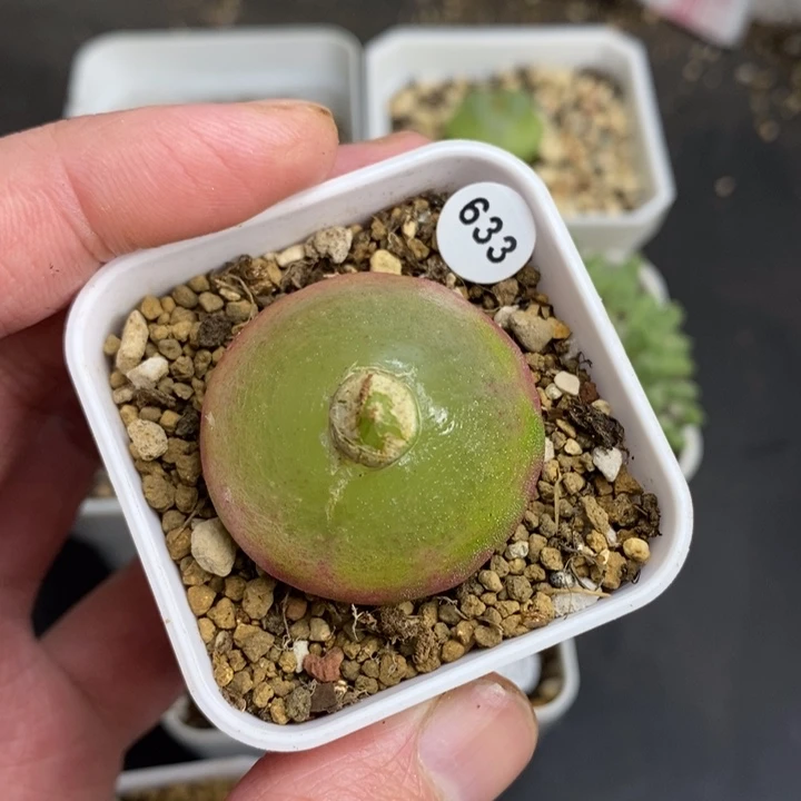 ?*专拍多肉福利633