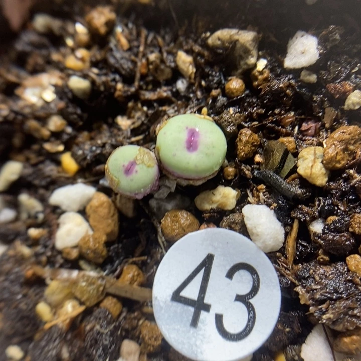 小红嘴双头（多肉植物43