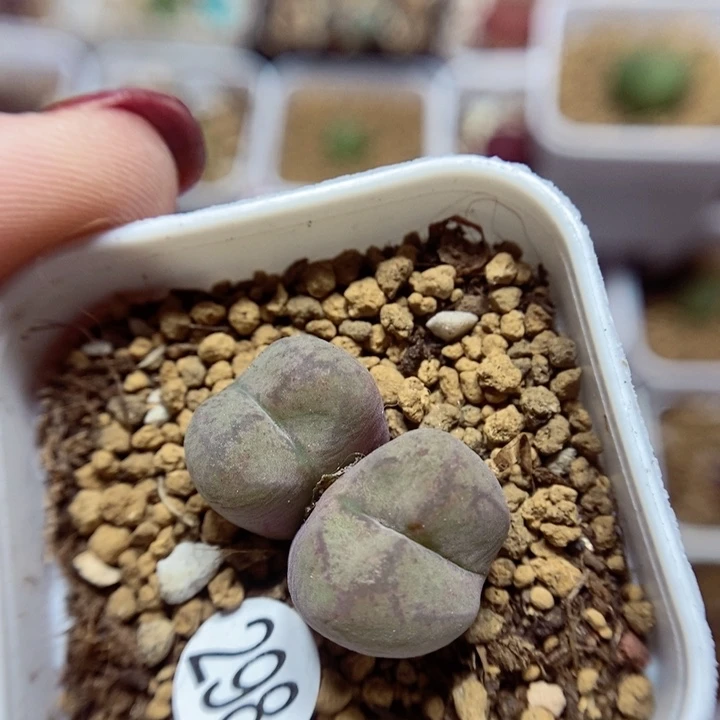 杂交双头2cm（多肉植物298