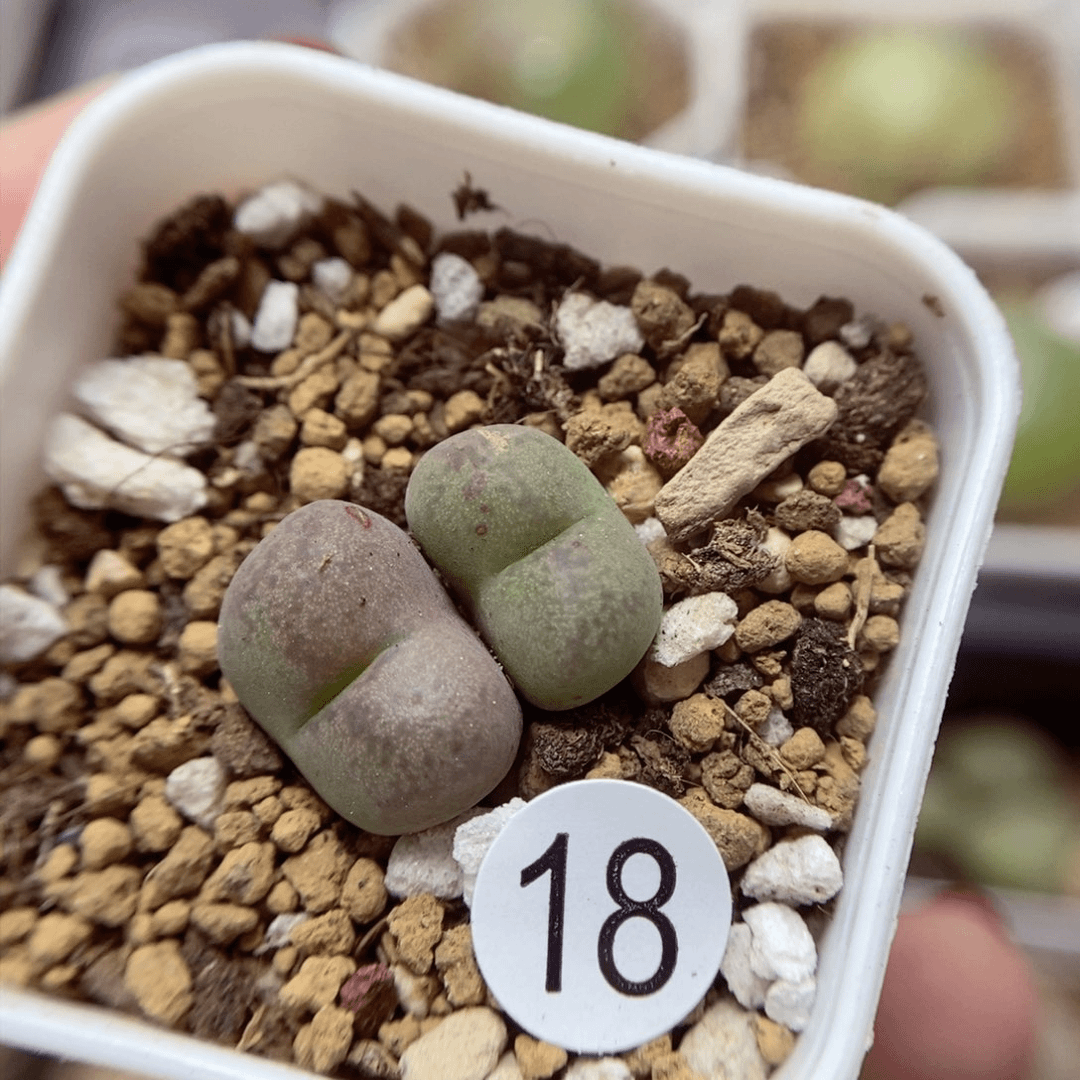 杂交1.2/1.3（多肉植物18