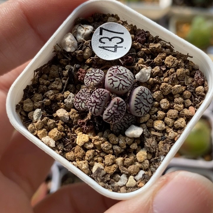 超墨7头（多肉植物437