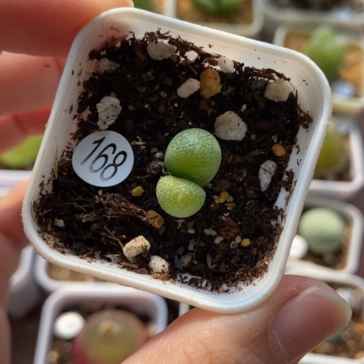 玉米双头（多肉植物168