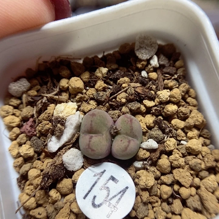 杂交双头1cm（多肉植物154
