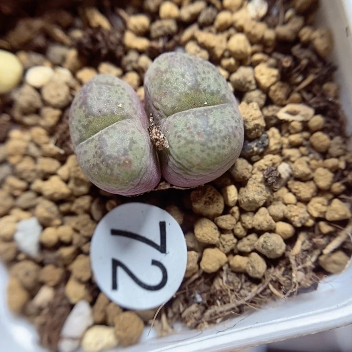 杂交双头1.4（多肉植物72