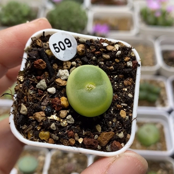 拉登1.7cm（多肉植物509