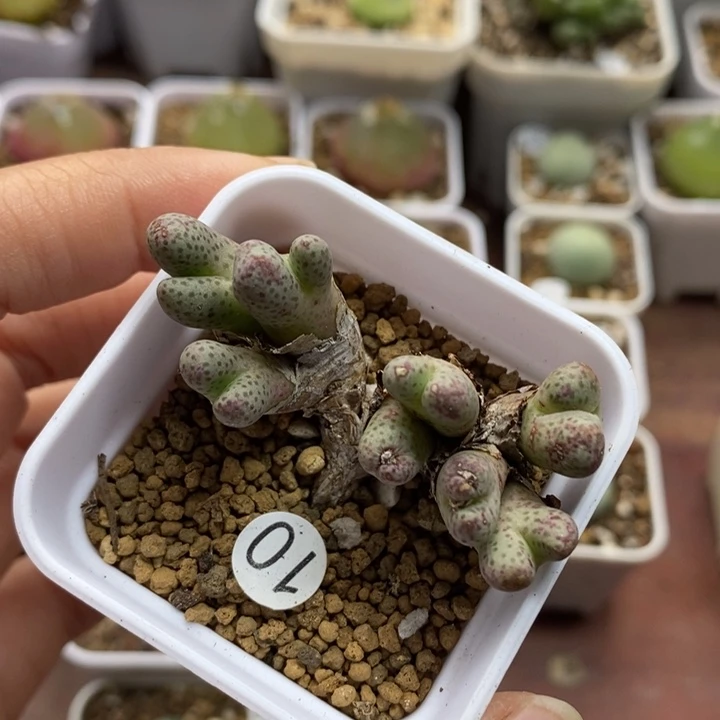 955d斑马8头（多肉植物10