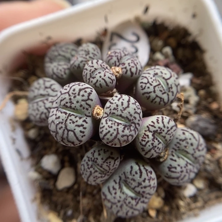 超毛12头（多肉植物231