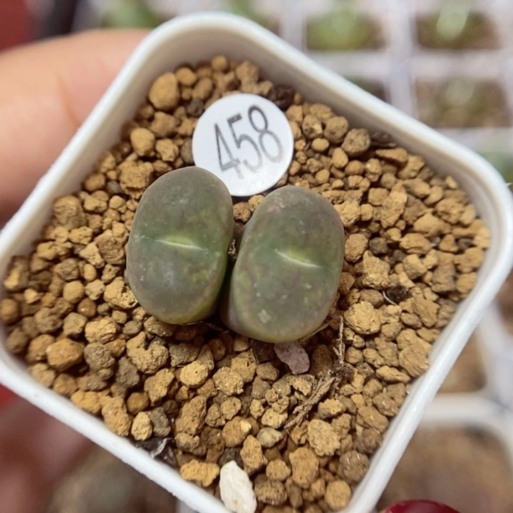 全窗杂交1.3/1.4（多肉植物458