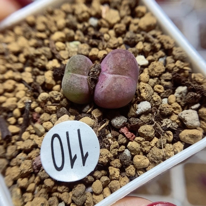 杂交双头1.2（多肉植物110