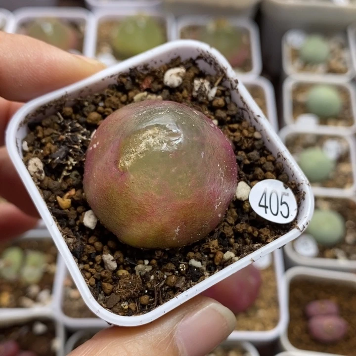 灯泡瑕疵3cm（多肉植物405