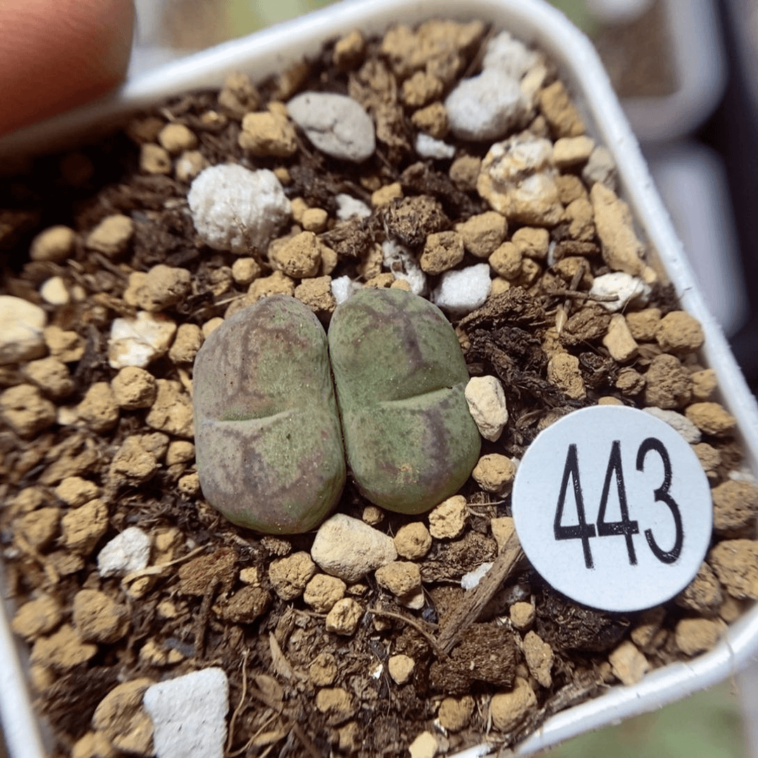 杂交1.1/1.2（多肉植物443