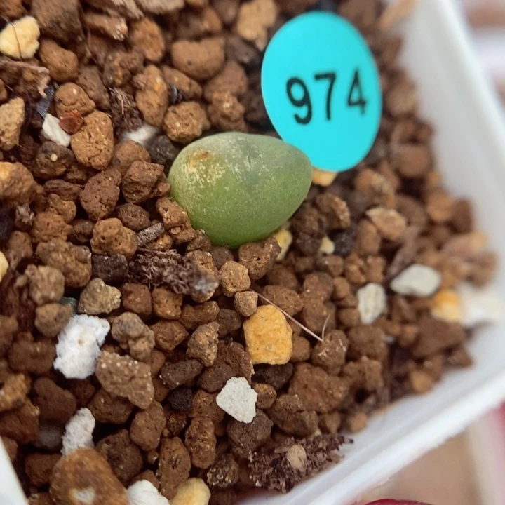 将杂（瑕疵）0.8（多肉974